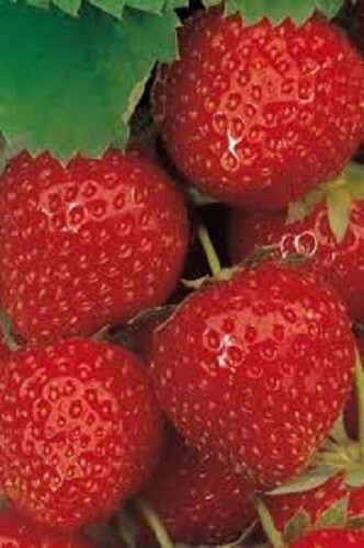 Strawberry “Tristan” 100+ seeds for propagation