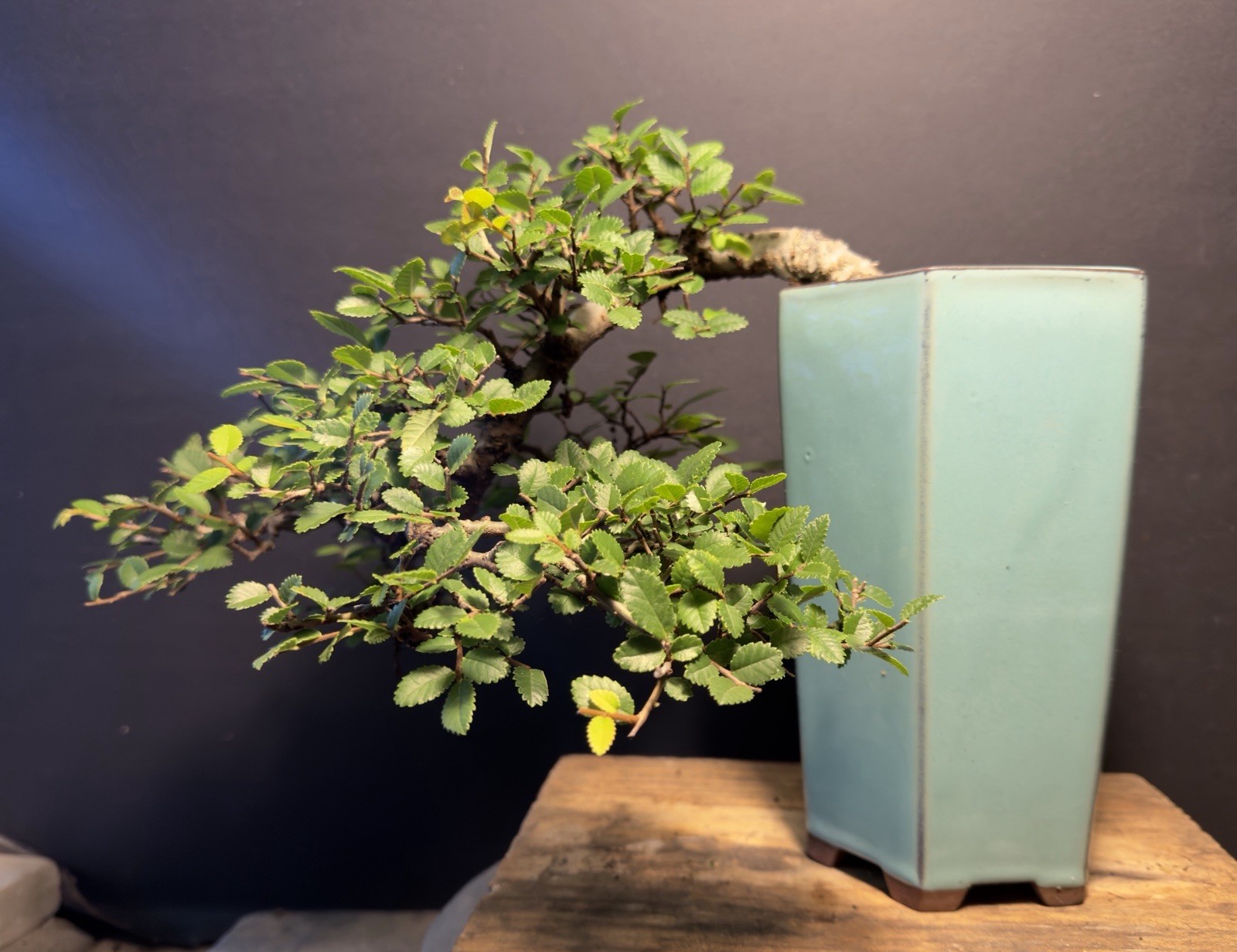 Bonsai Tree Cork Bark Chinese Elm Cascade From Root Cutting Quality Chinese Pot