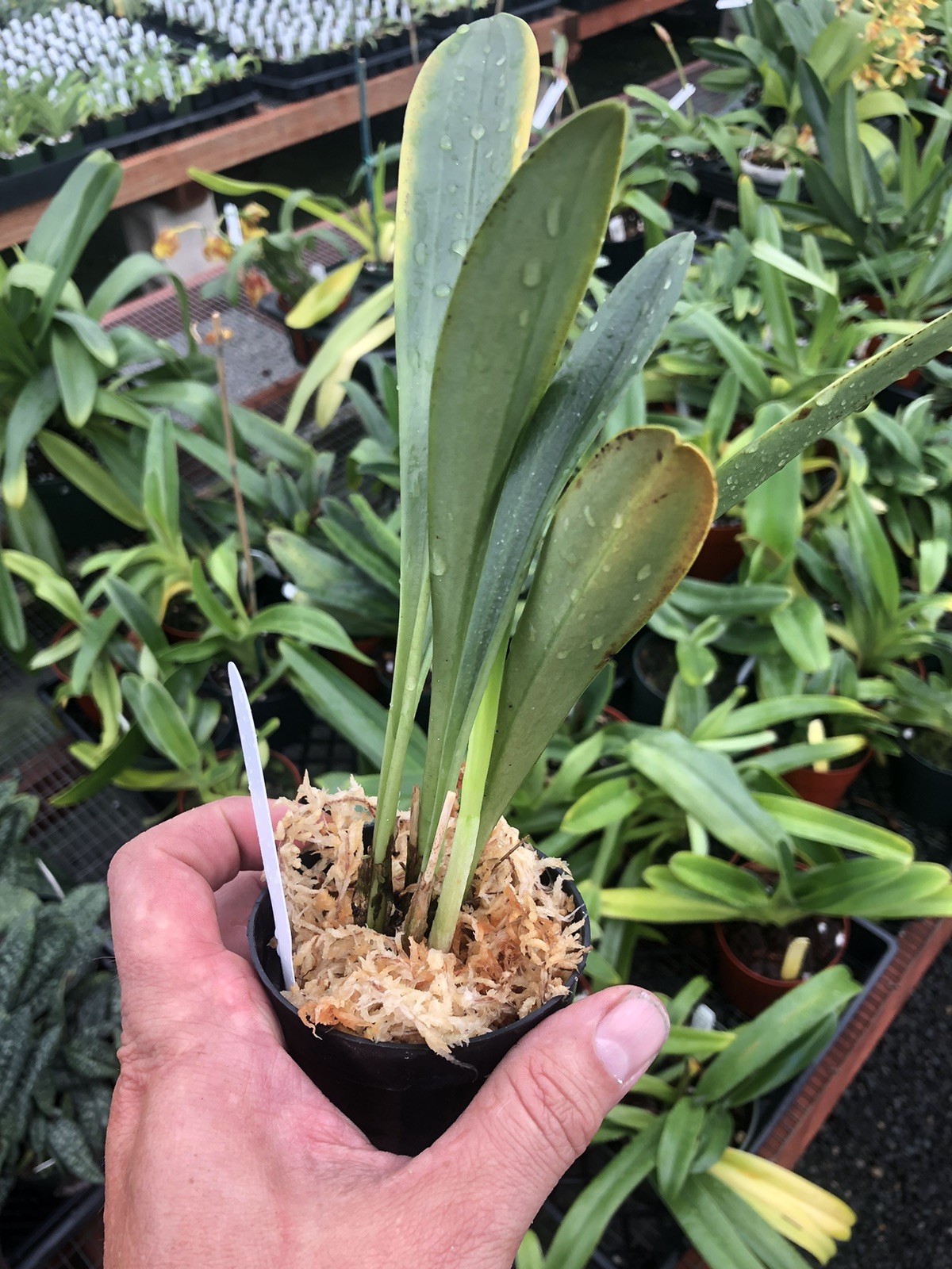 Masdevallia Sorcerer ‘Red Moon’ Easy Grower Great Color