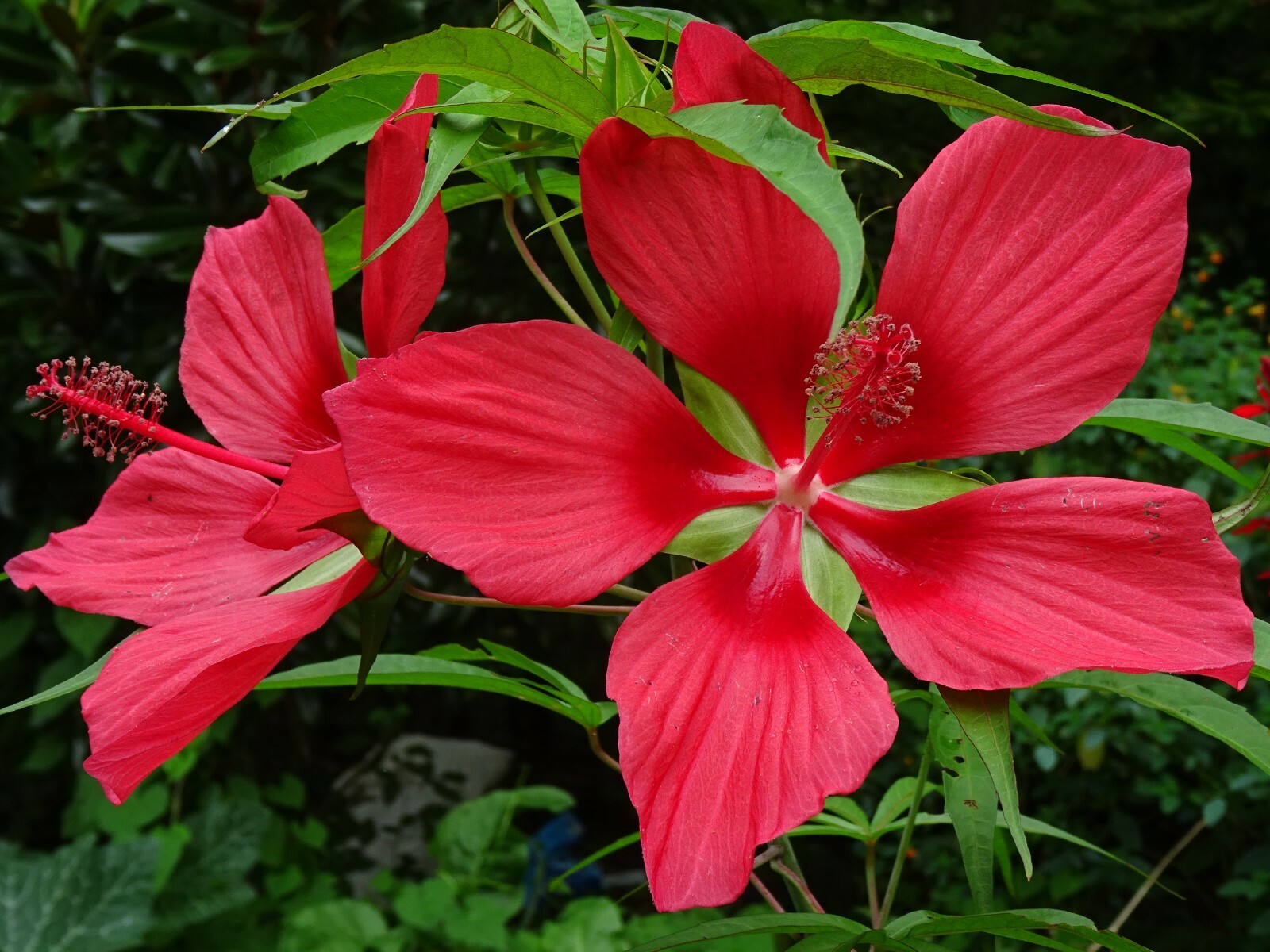 Texas Star Hibiscus Rose Mallow H. coccineus Native Perennial 30 seeds 2024