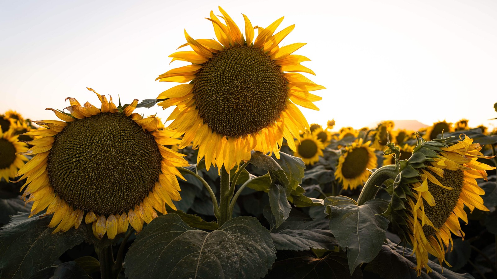 10 Early MAMMOTH RUSSIAN SUNFLOWER Helianthus Annuus Flower Seeds