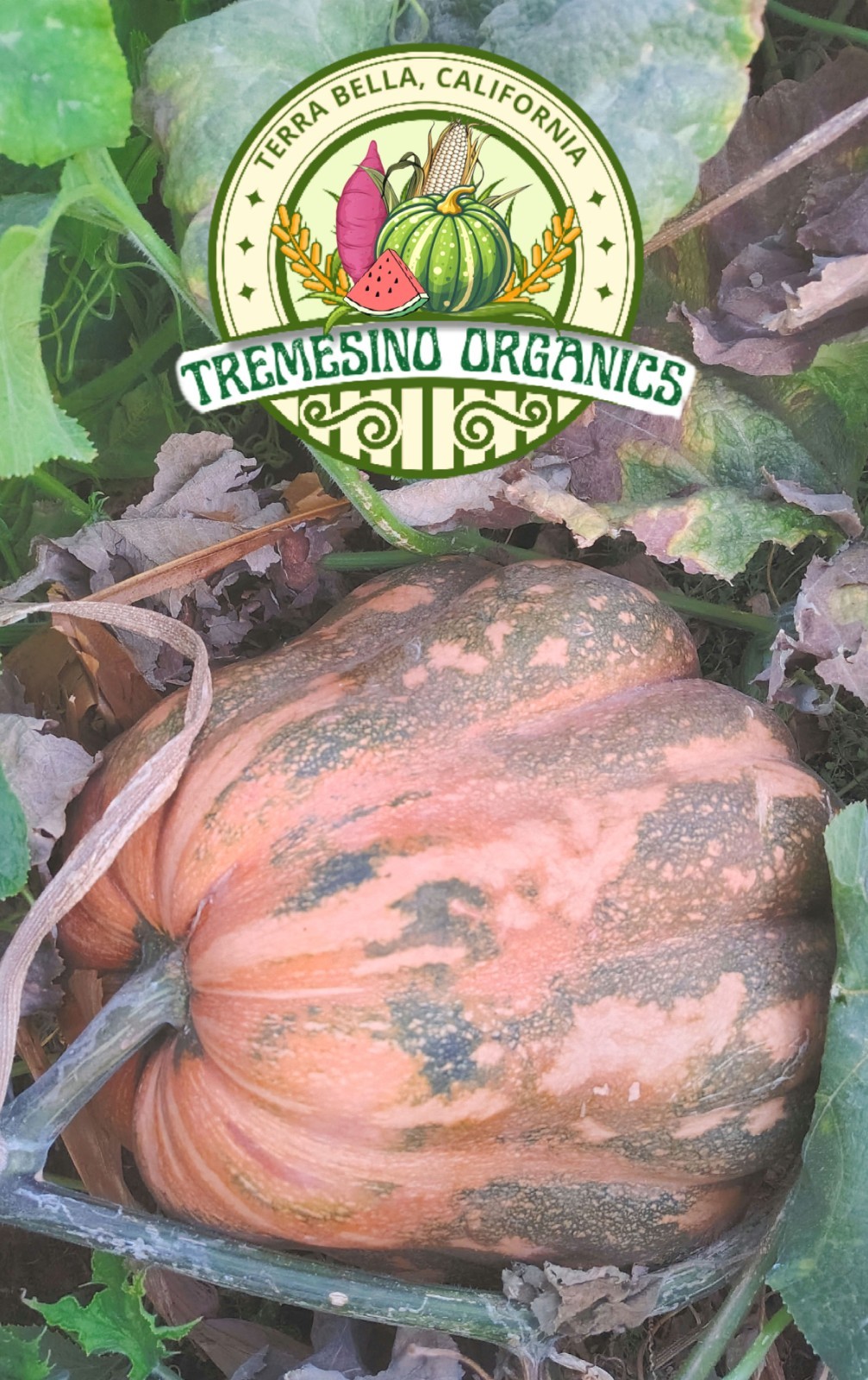 Rare Mexican Black Green Flesh Squash 10 Seeds- Calabaza Mexicana, 10 Semillas