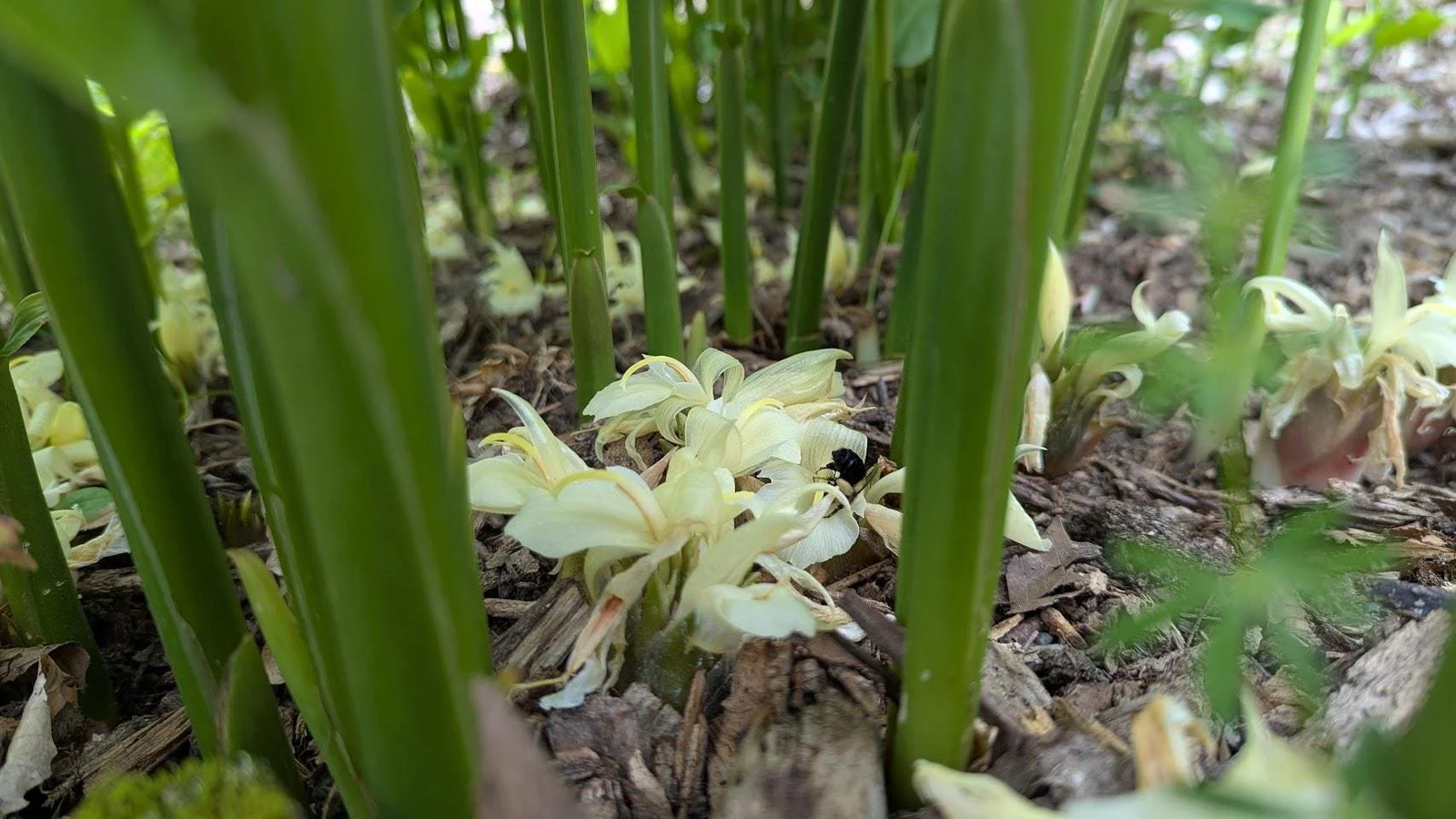 Myoga Ginger Live Roots, Cold Hardy Young Plants (Zone 5b)