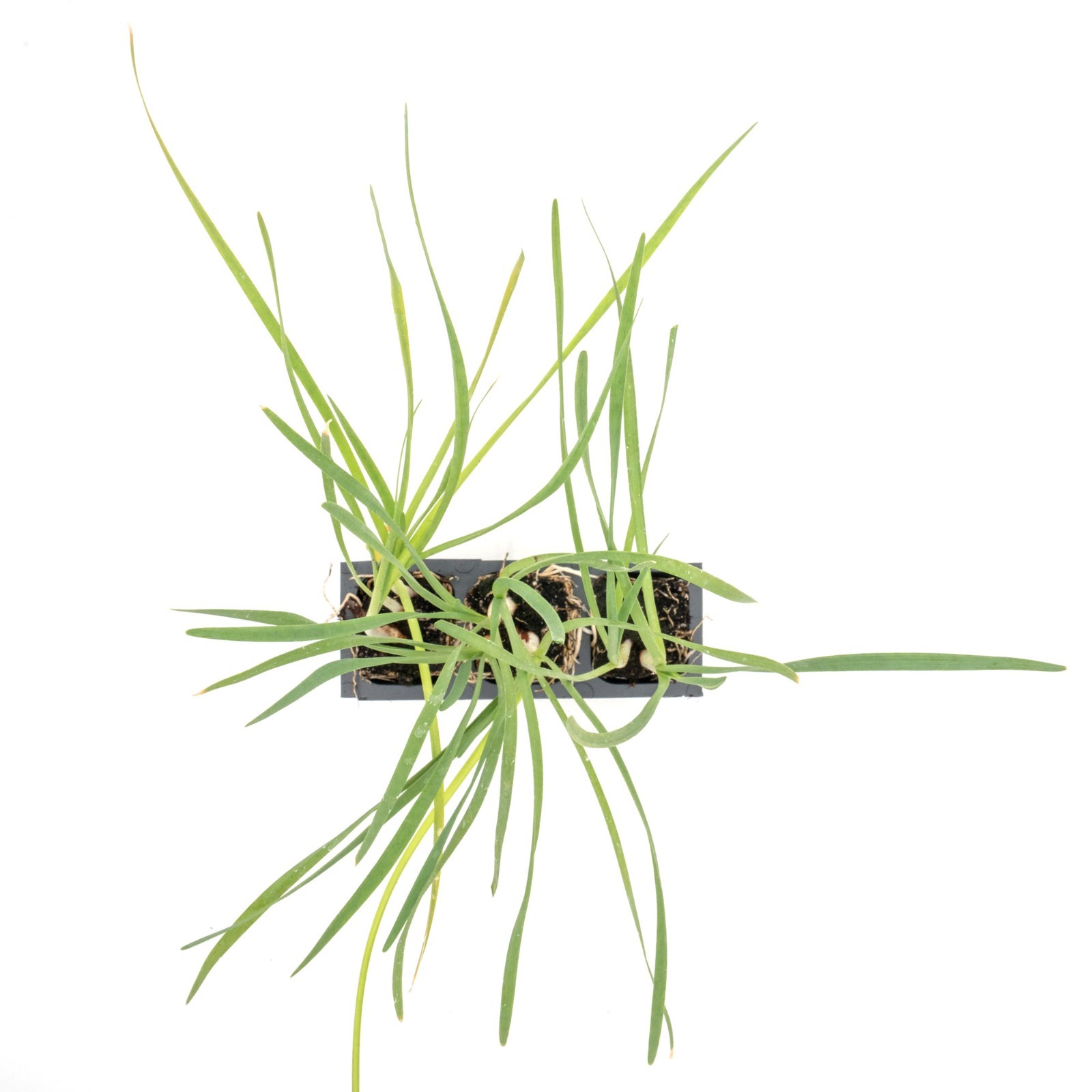 Society Garlic in 2.5” Nursery Cubes (Tulbaghia violacea) | Live Starter Plants