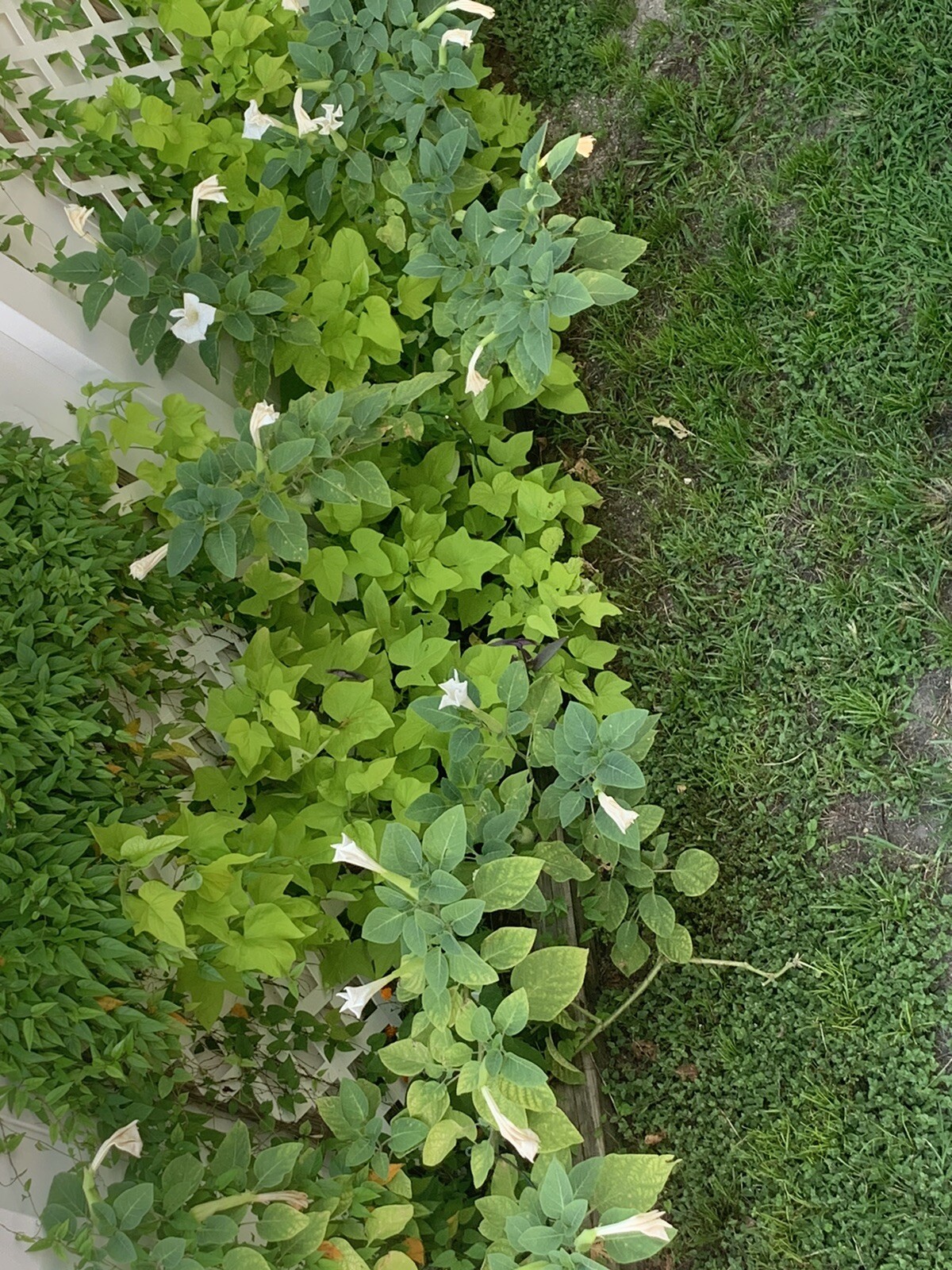 (200 SEEDS) White Moon Flower Angel’s Trumpet Day&Night Bloom Datura. 2023 Seeds