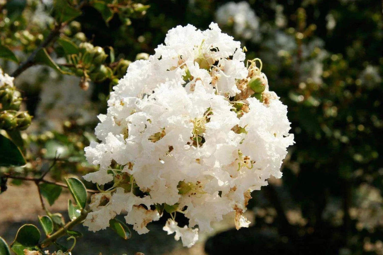 Kiowa Crape Myrtle: Compact Elegance for Landscape Privacy Hedges and Borders