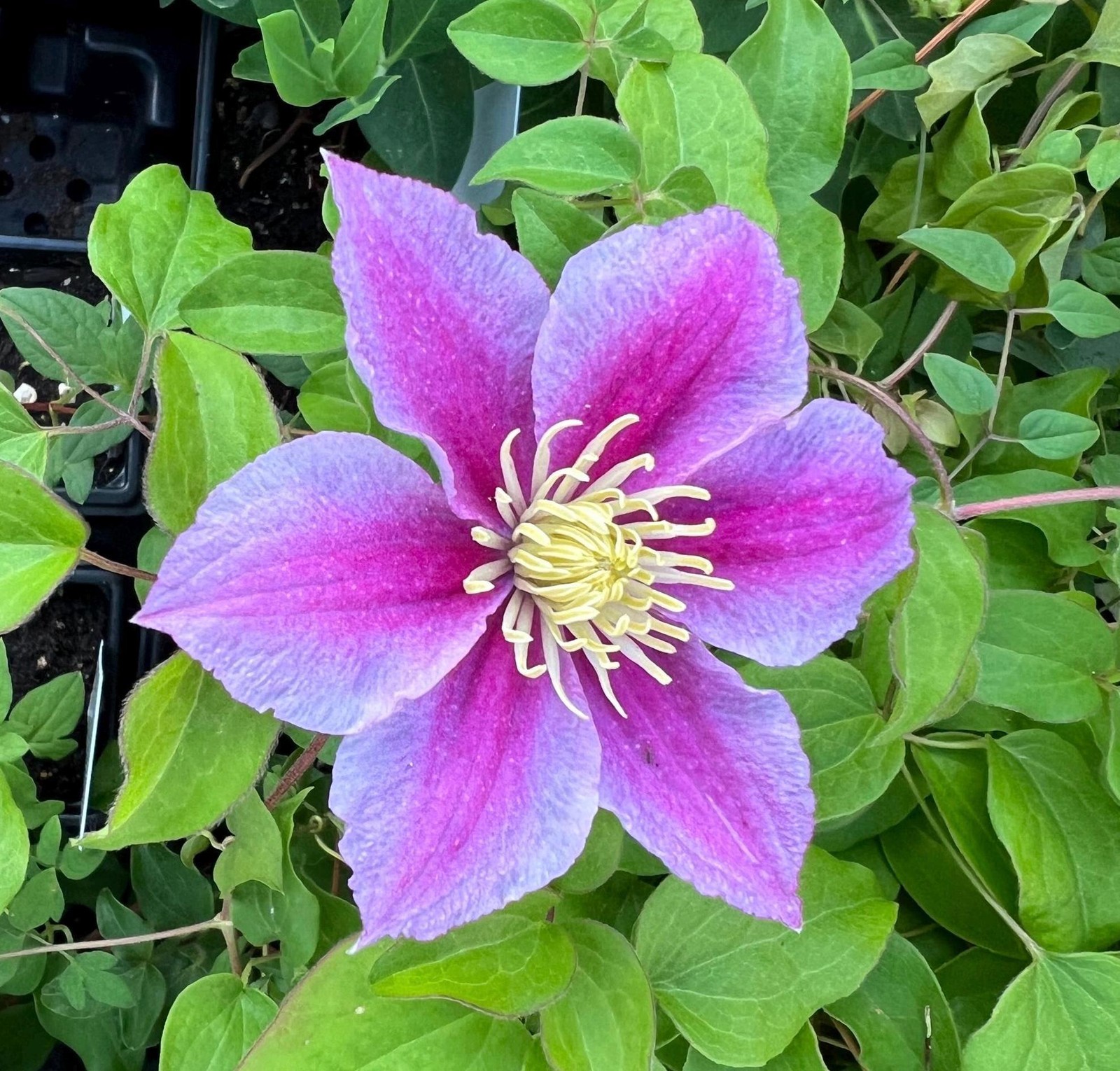 1 “Piilu” Clematis Starter Plant (Not Seeds) – US Seller