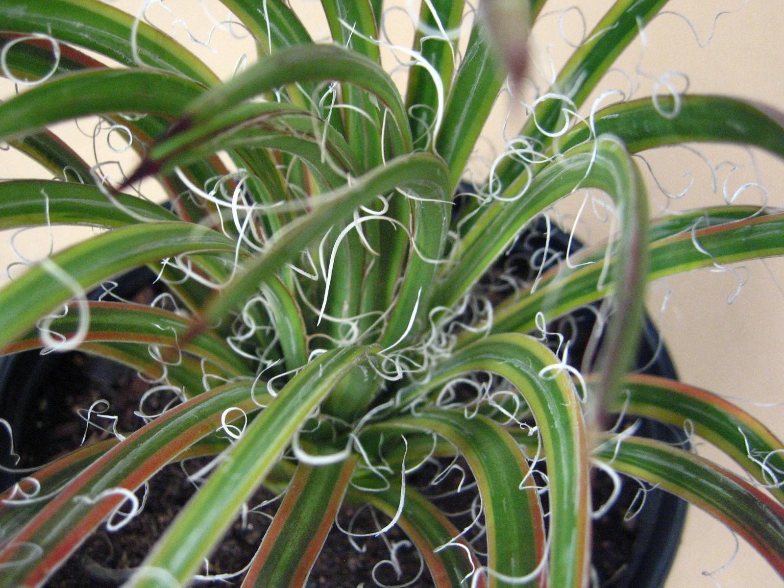 Agave “Leopoldii II” Marginata Aurea — Rare Succulent