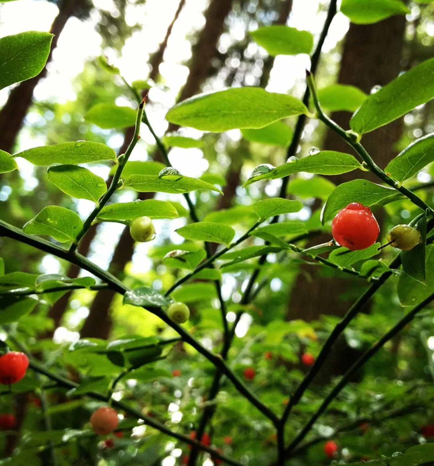 Red Huckleberry {Vaccinium parvifolium} Pre-Stratified 50+SEEDS USA POST