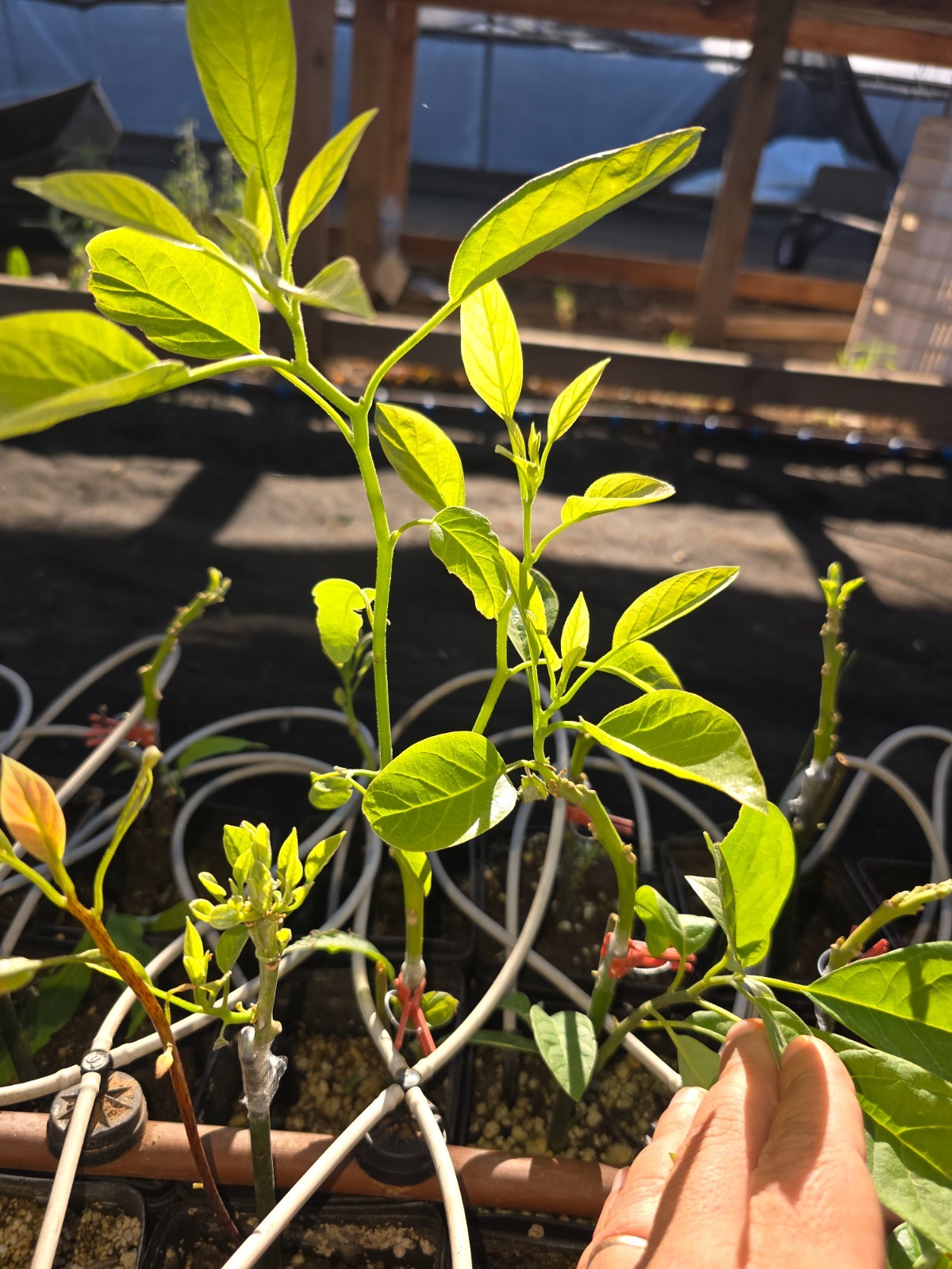 Avocado (Hass) Grafted Plants on Strong Zutano rootstock