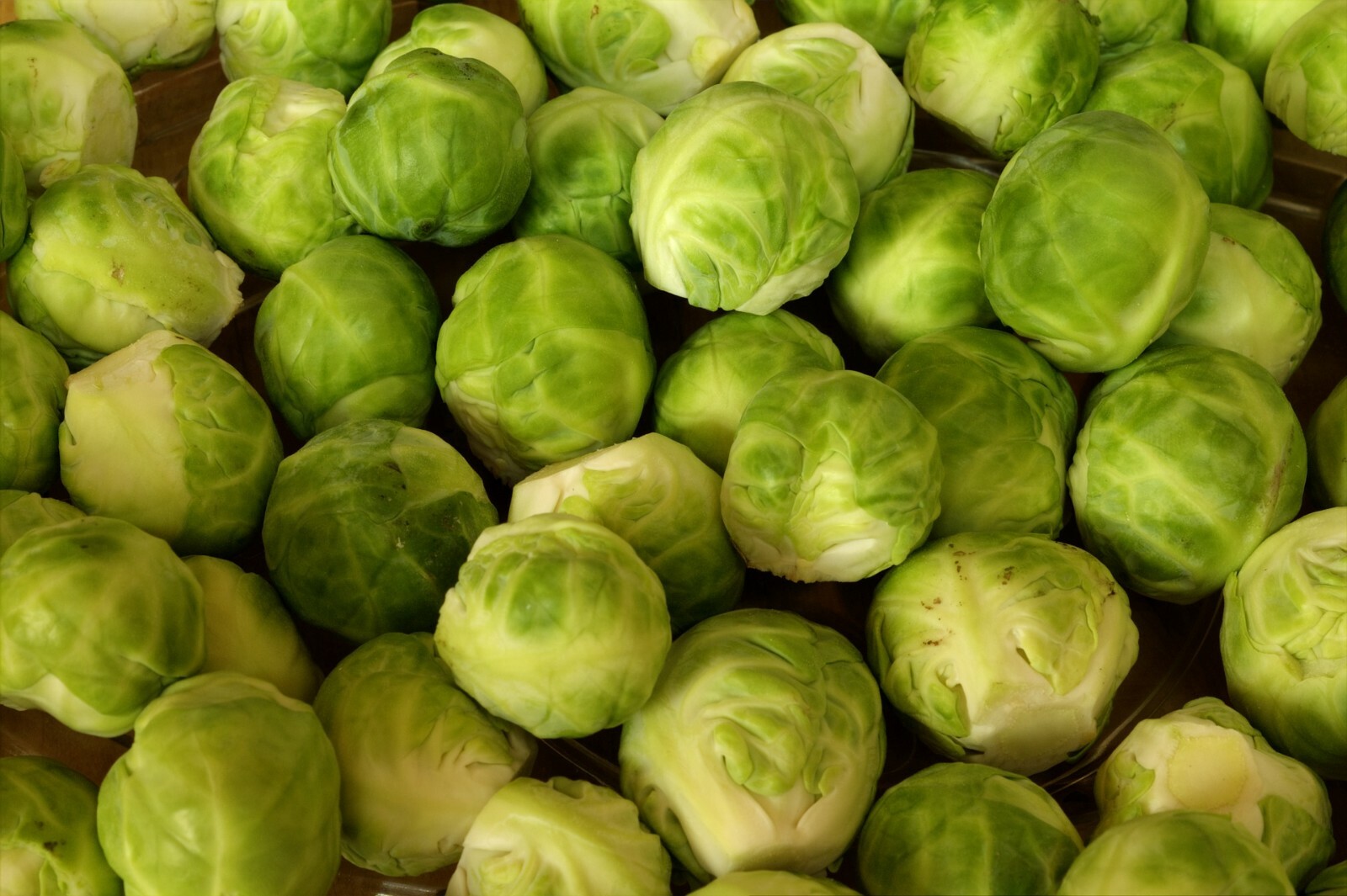 500 Long Island Brussel Sprout Seeds – HUGE Yields!