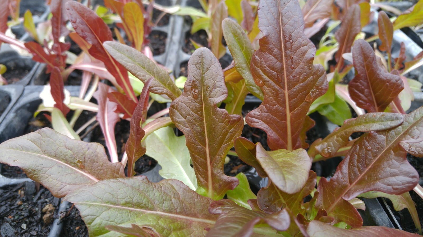 Cimmaron, Cos Variety Romaine Lettuce Seeds, NON-GMO, Burgundy Red, FREE SHIP