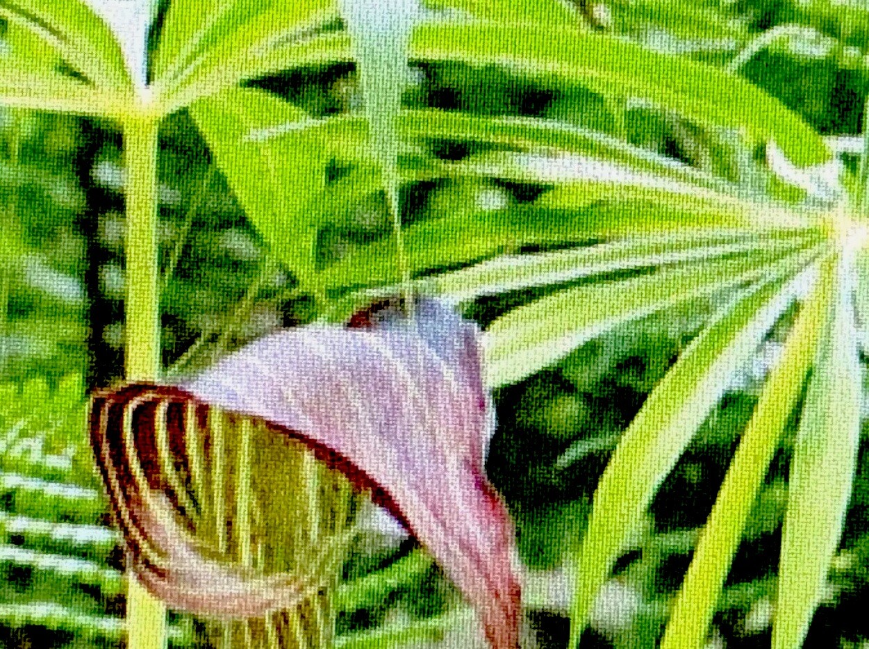 ARISAEMA CONSANGUINEUM -Himalayan Cobra Lily, 1 Small Bulb 1/16 oz. to 3/8 oz.