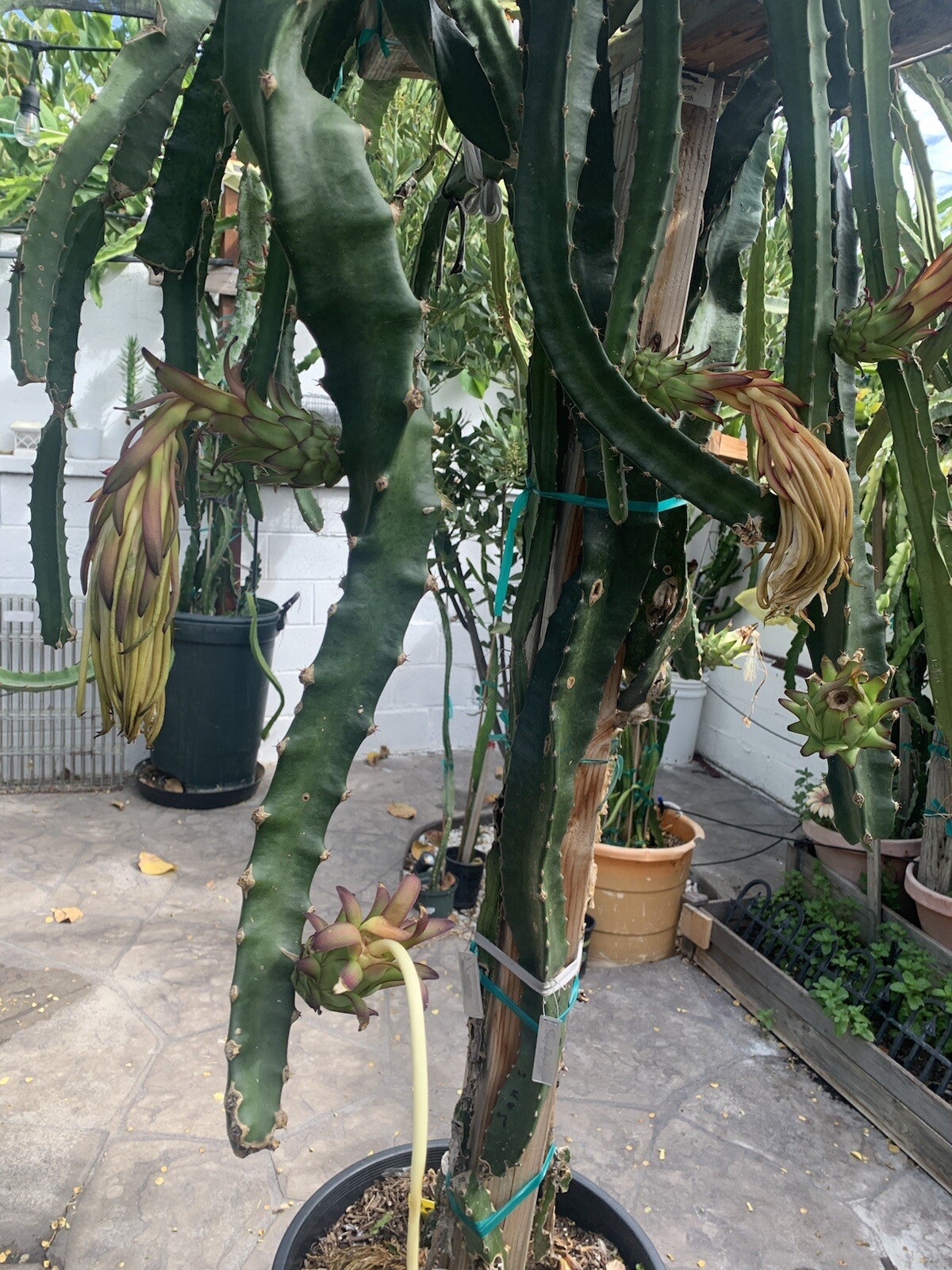 3 Dragon Fruit, Cutting From 8-12 Inches