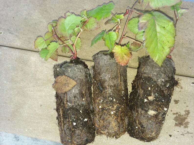 3 Blackberry Plants “Chester”-Thornless (Pack of 3 Large Plug Plants) Zones 5-9