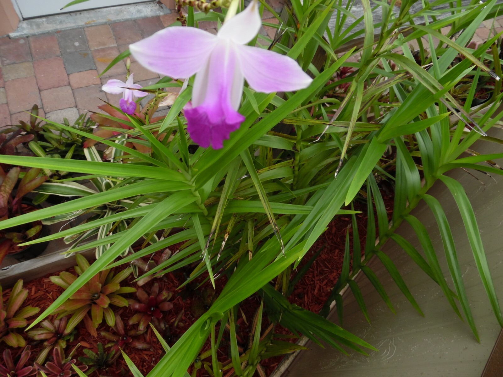 Arundina Graminifolia BAMBOO ORCHID one tropical plant pup offset *SUPER TALL*