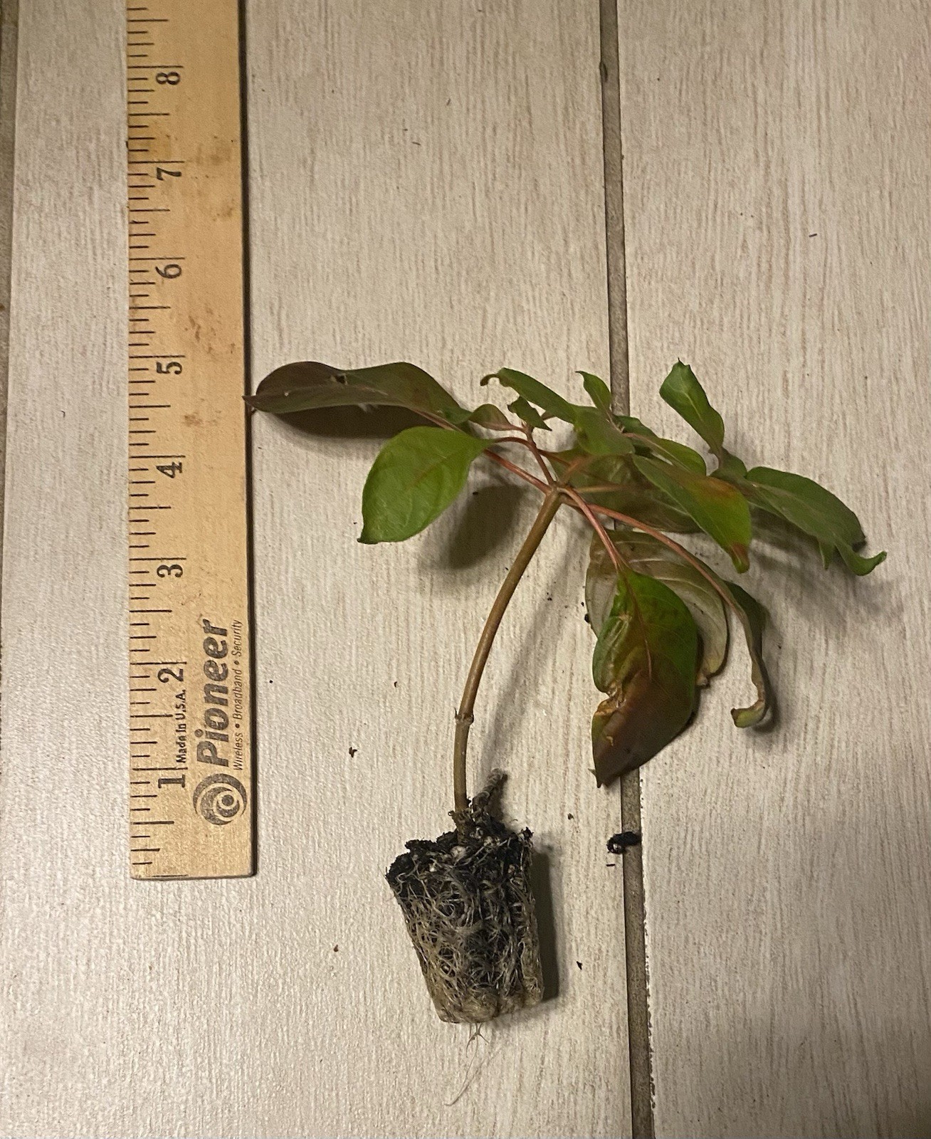 Mexican Fire Bush (Hamelia patens)-1 TC Plant Plug – 2-6 in – Edible, Medicinal!