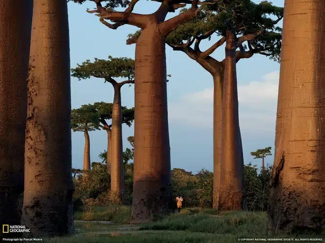 30 Adansonia Grandidieri Seeds – Grandidier’s Baobab Tree – Giant Baobab Seeds
