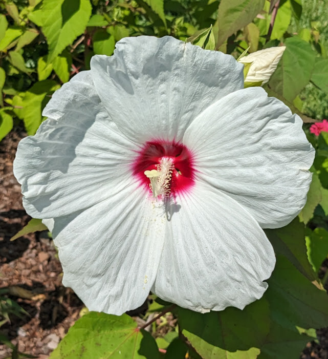 WHITE HIBISCUS MOSCHEUTOS (SWAMP ROSE-MALLOW) 20 SEEDS ( FRESH 2023 CROP)
