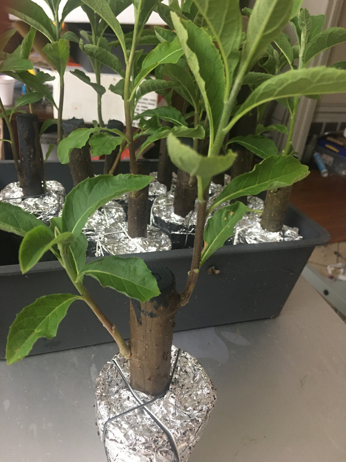 3 AFRICAN BITTER LEAF PLANTS – VERNONIA AMYGDALIN, (Buy 2 Get 1 Free).