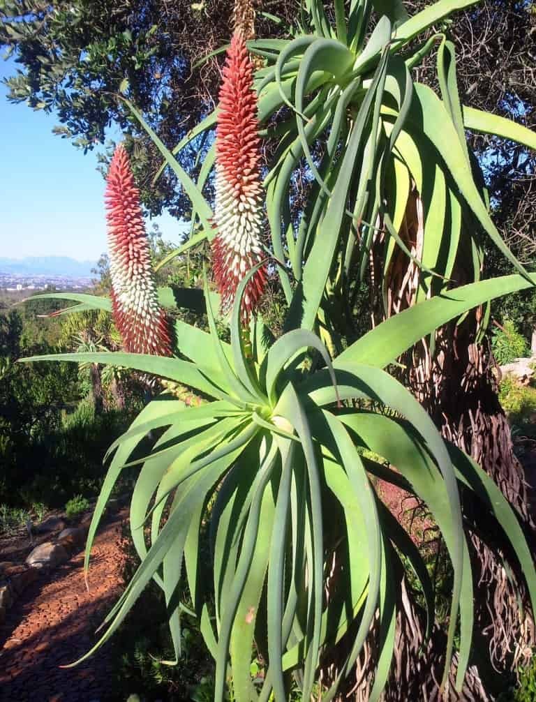 Aloe speciosa Limp Horn Aloe, Tilt Head Aloe 5 Seeds