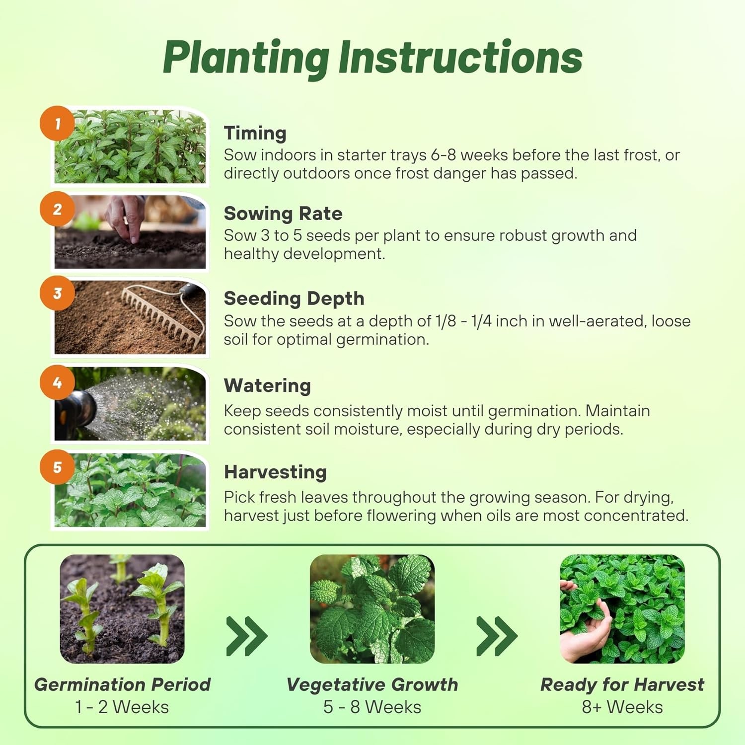 5000 Seeds Peppermint Seed – Mentha Piperita Herb Seeds