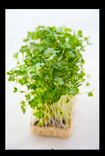 Curly Garden Cress seeds (200 – 6400) peppergrass wort Halim Aliv CHANDRASHOOR