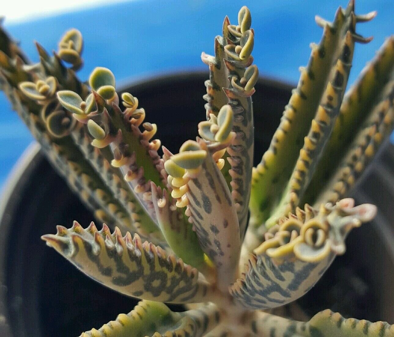 3 PCs Kalanchoe Live Mother of Thousands (Alligator Plants) bare root .