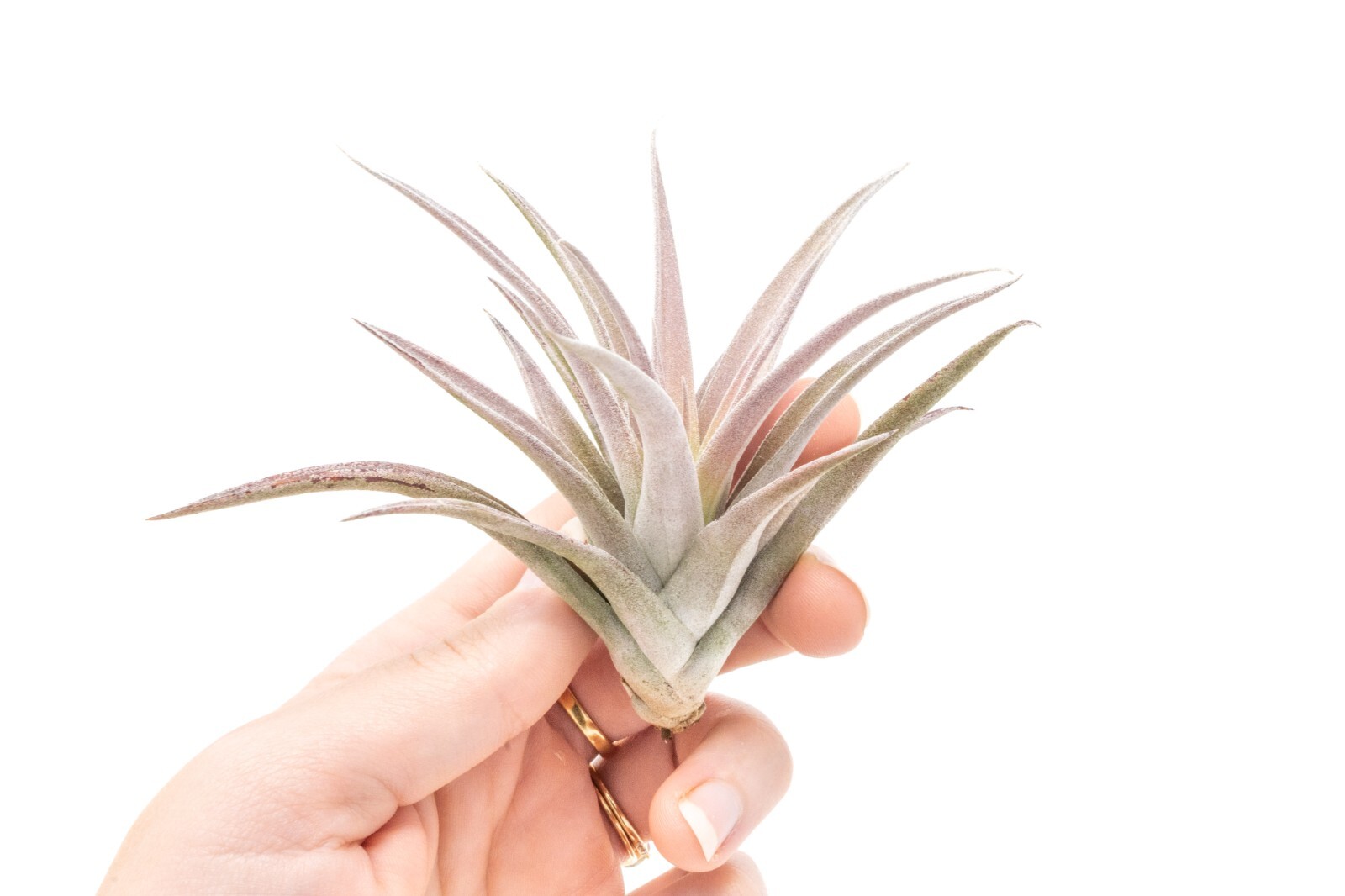 Air Plant Tillandsia Harrisii – Live Air Plants – Easy Care Indoor/Outdoor Decor