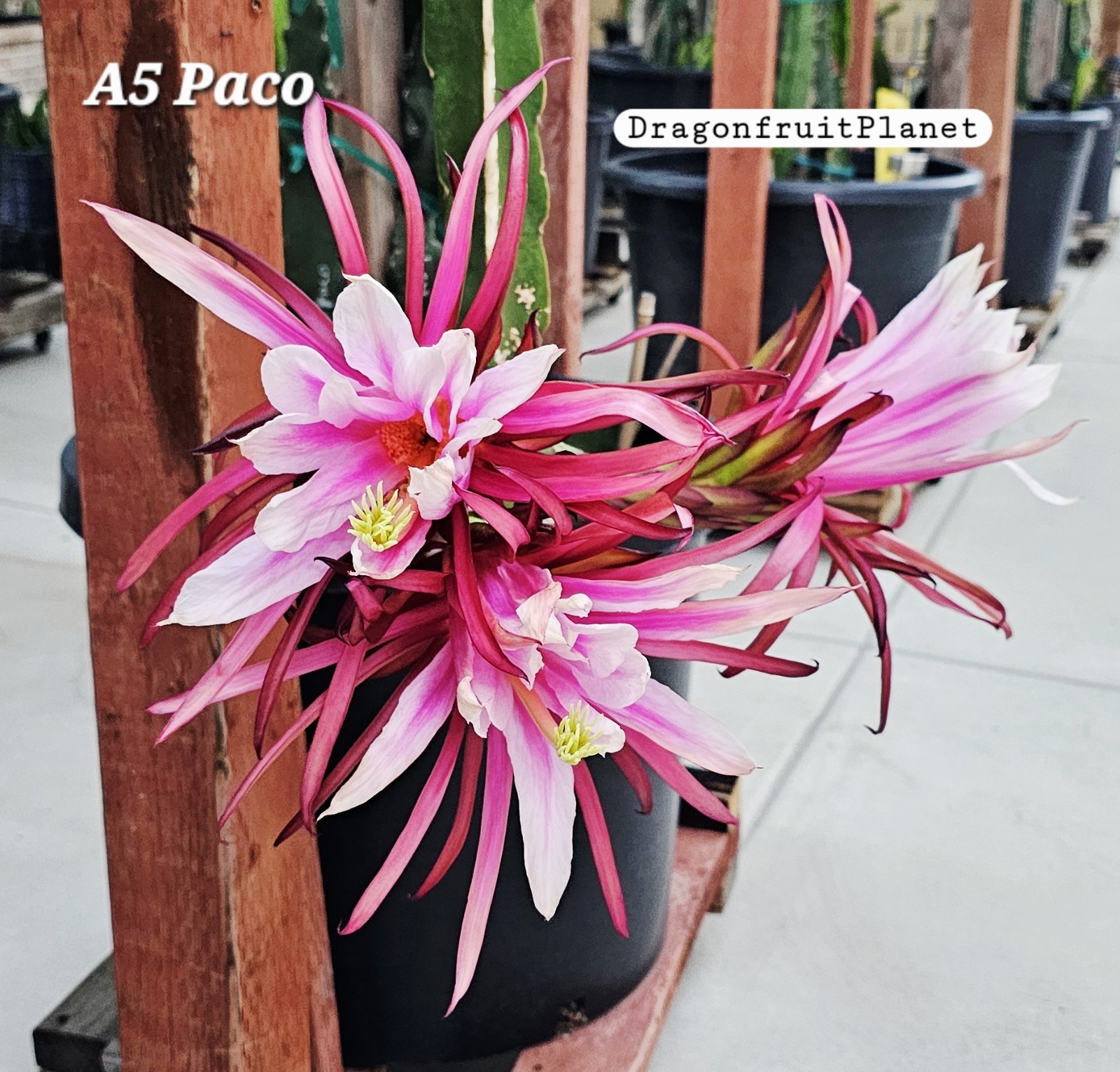 Rooted Dragon Fruit Cuttings (12 to 16 inches long) 20 Plus Varieties