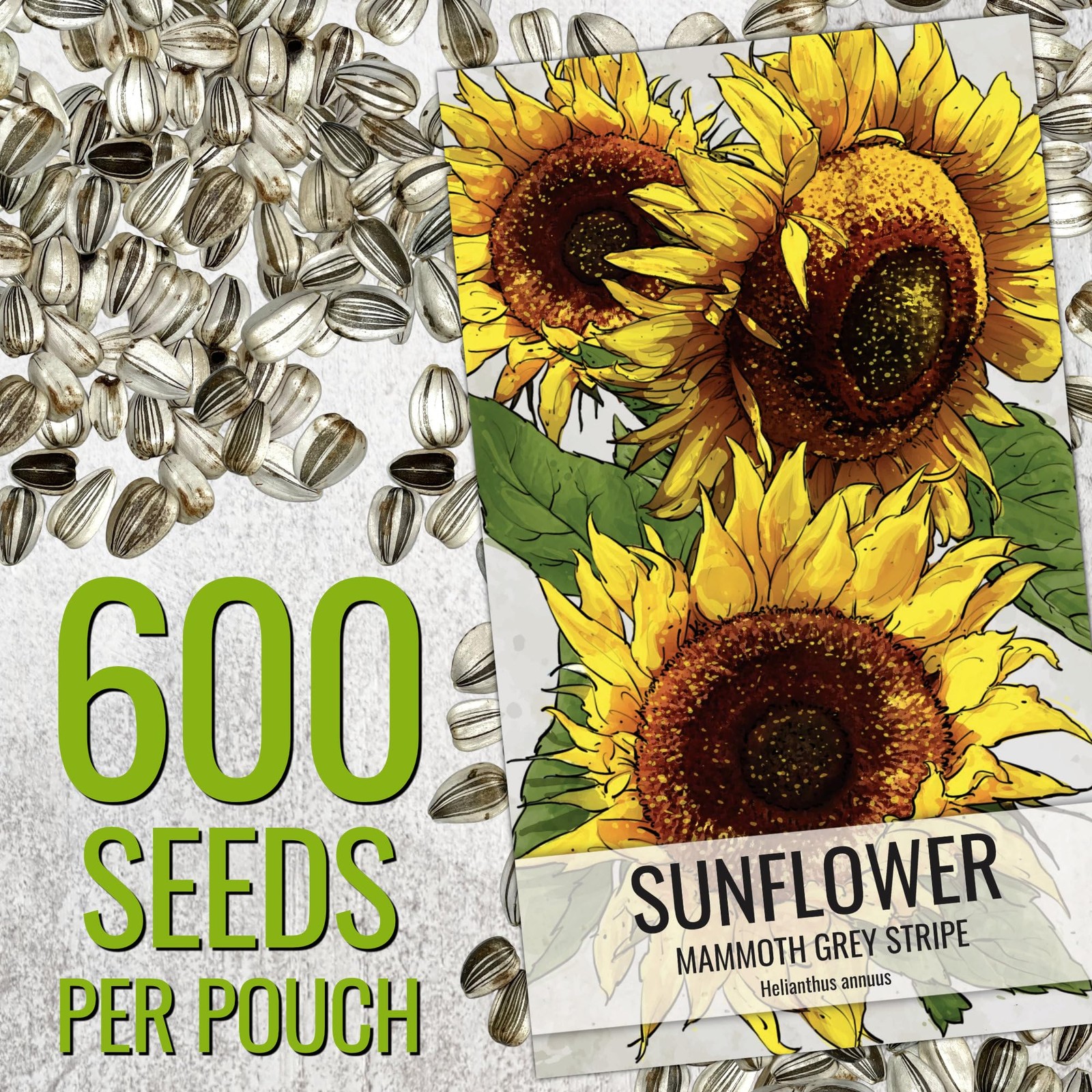 Seed Needs Sunflower Seeds to Plant 600+ Mammoth Grey Stripe Seeds | Heirloom Se