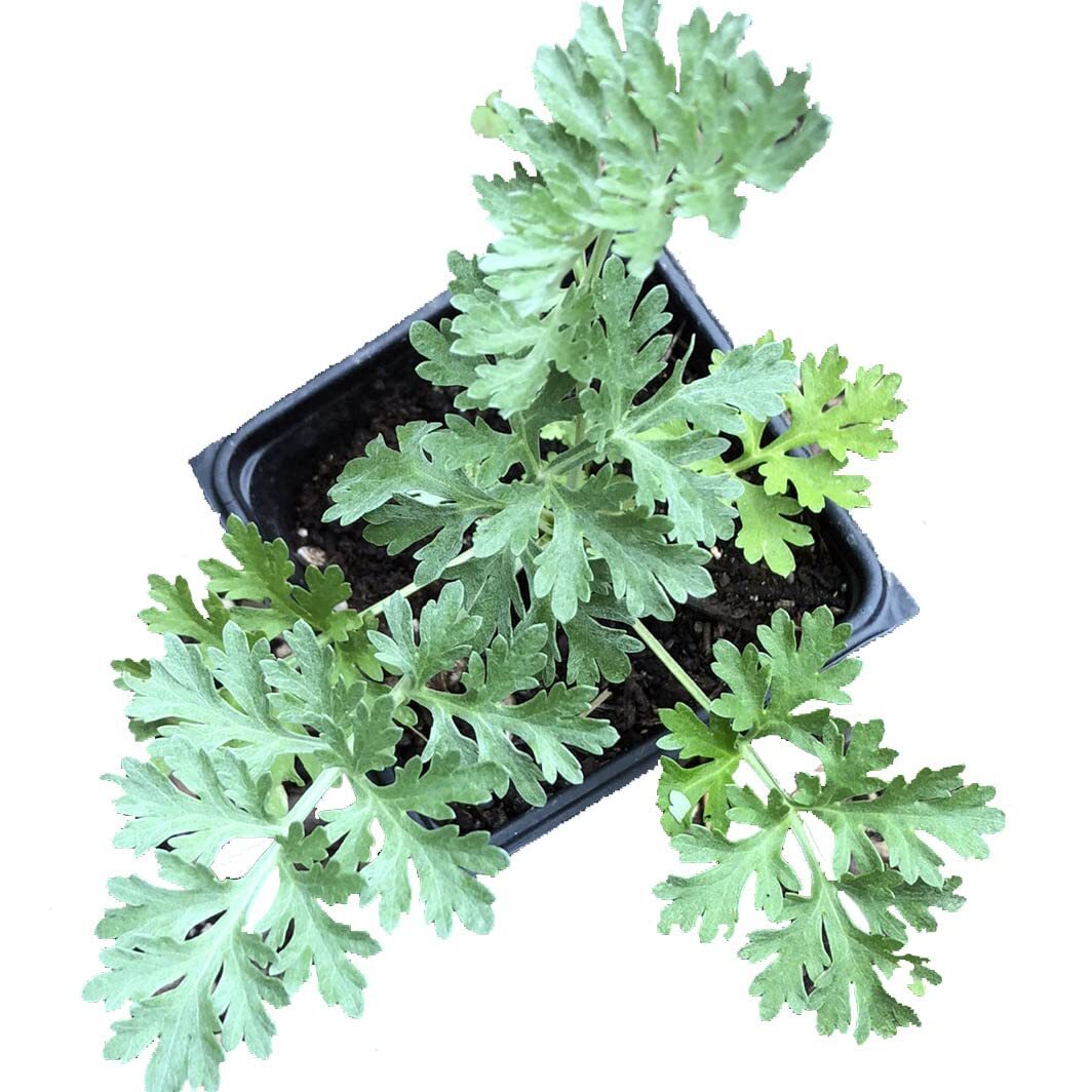Organic Wormwood Plant, (Artemisia Absinthium) 2.5-inch Pot – Bitter Herb