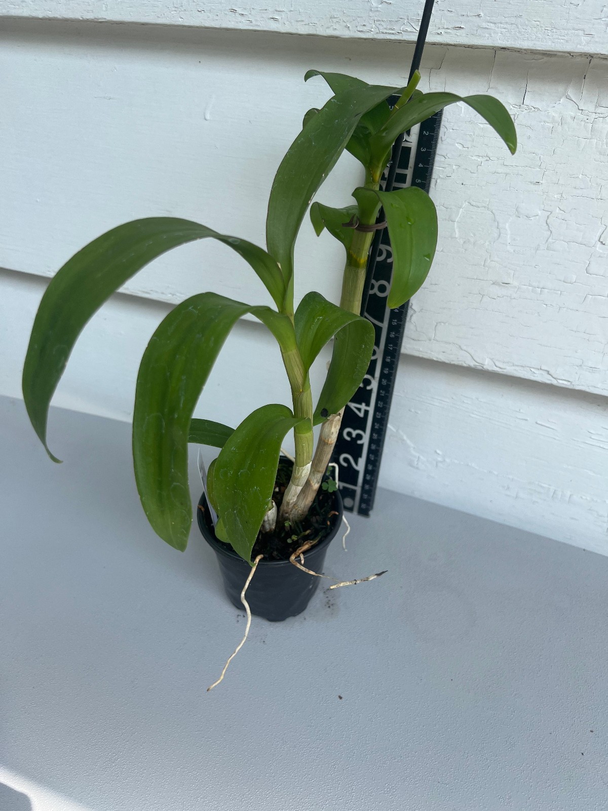 Dendrobium New Burana Red Stem. Live Dendrobium Orchid Plant. Blooming Size.