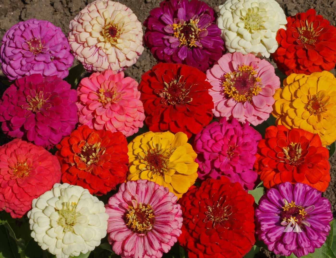 Pumila Mix Zinnia Seeds, Cut and Come Again, Variety Size Packets, FREE SHIPPING