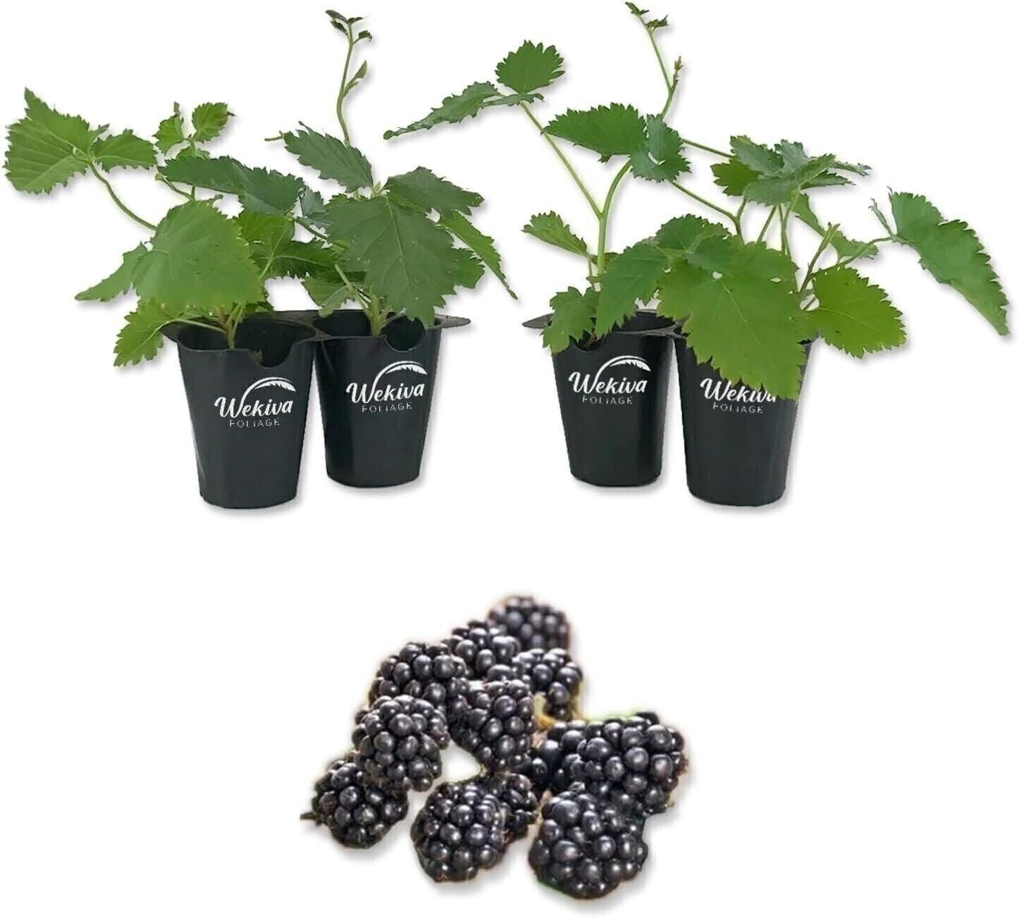 Blackberry Plant – 4 Live Starter Plants – Rubus – Fruit Trees for The Patio…