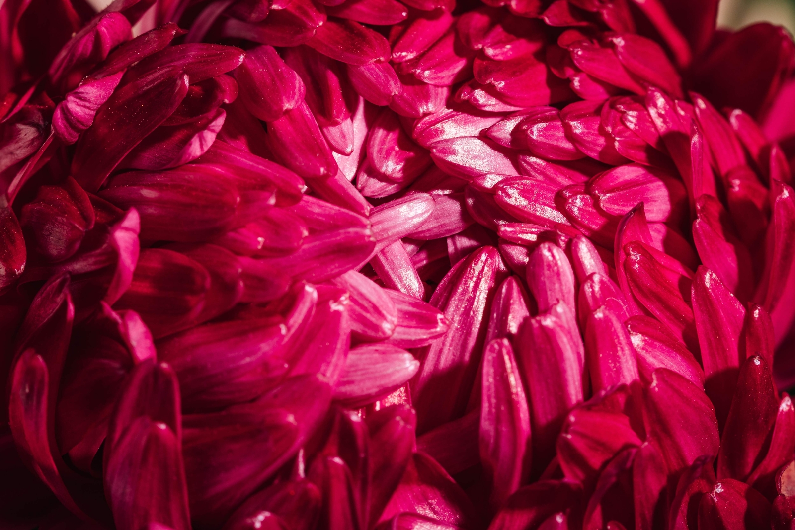 250 RED CHINA ASTER Callistephus Chinensis Flower Seeds *Flat S/H