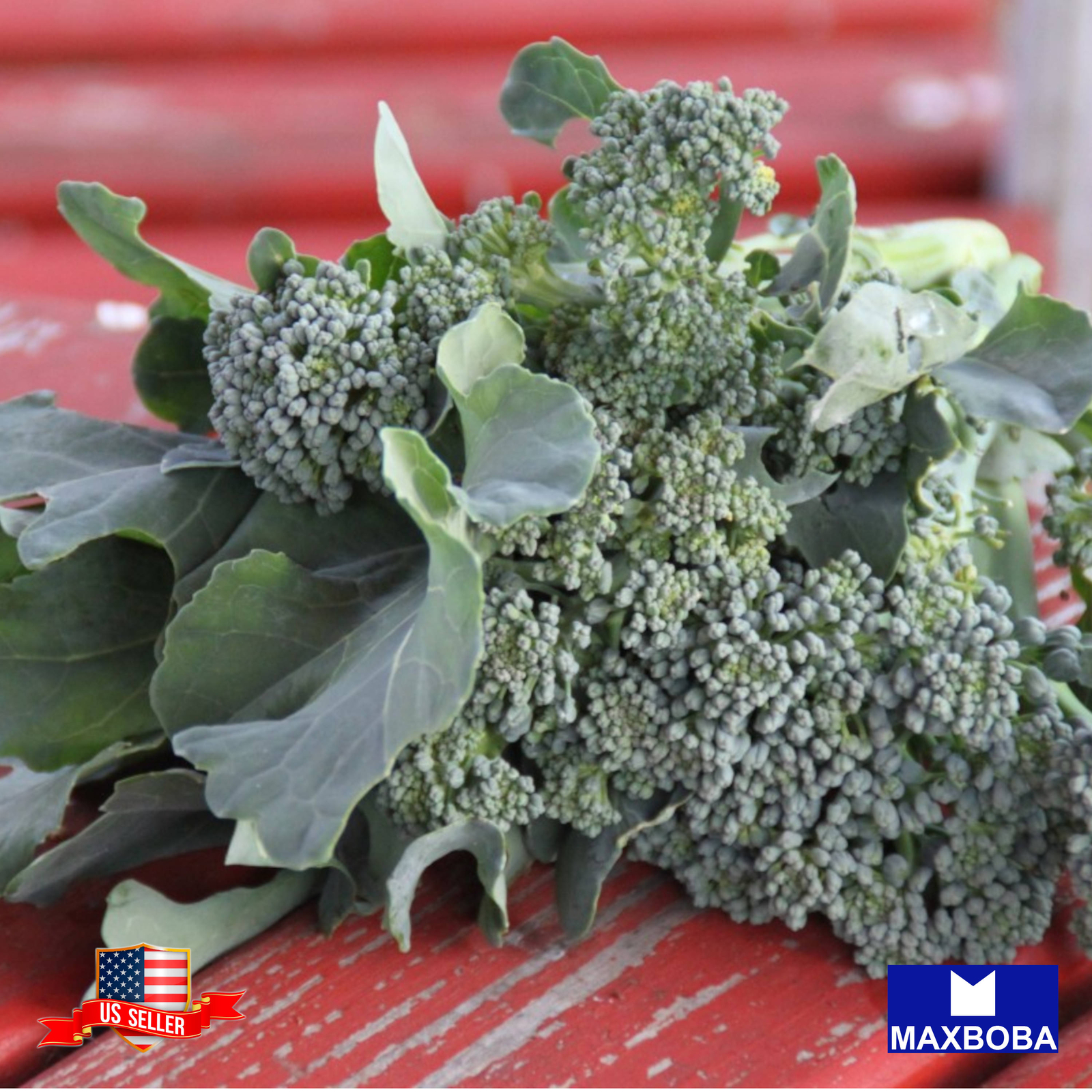Broccoli Raab Early Fall Rapini Non-GMO Heirloom