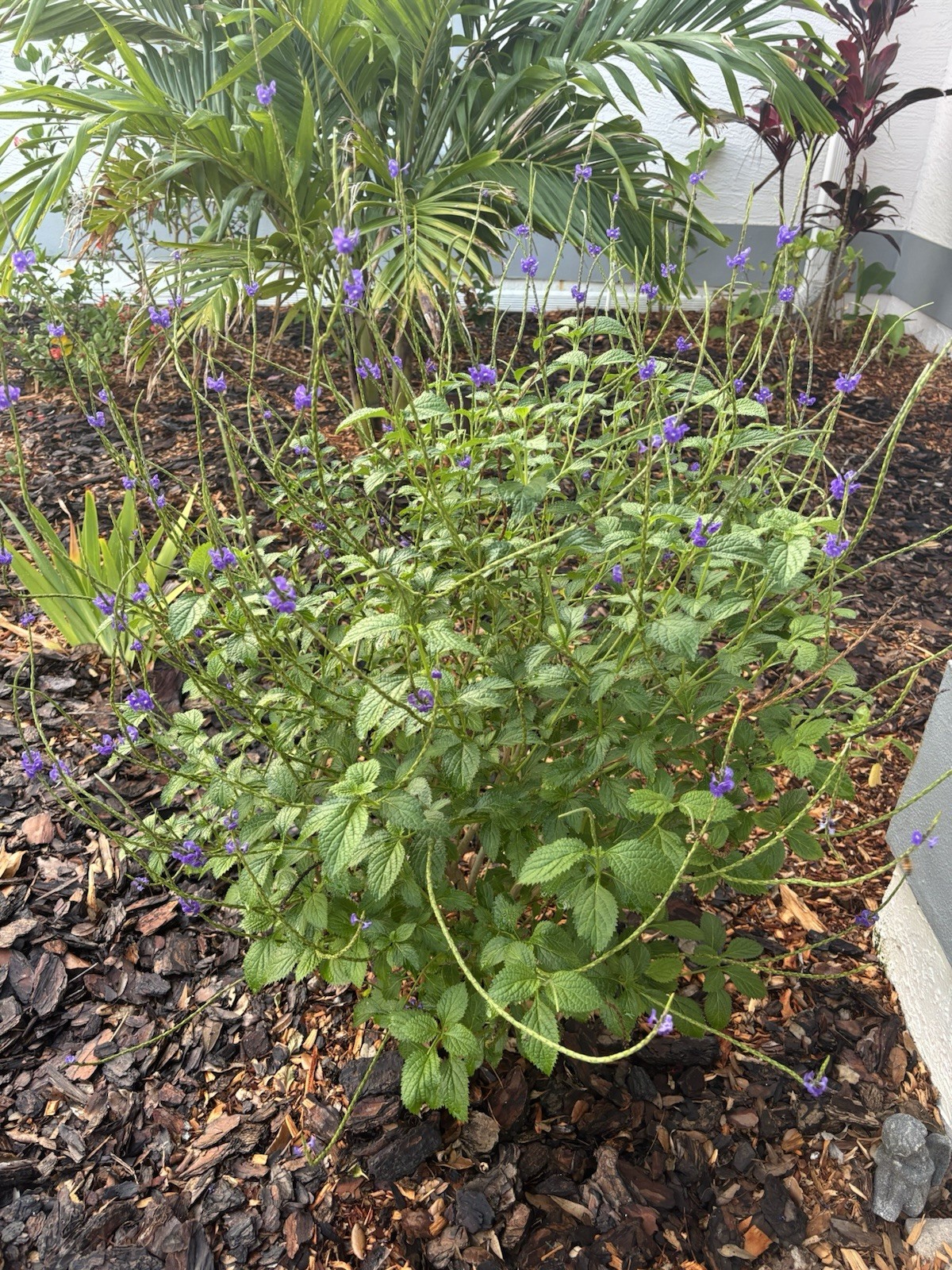 50 Seeds Blue Porterweed Snakeweed Butterflies Hummingbirds Bees Florida Native!