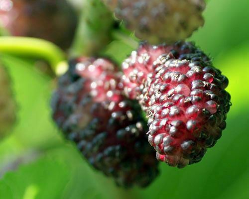 Mulberry Tree – ‘Illinois Everbearing’ – Live Plant, Excellent Fruit