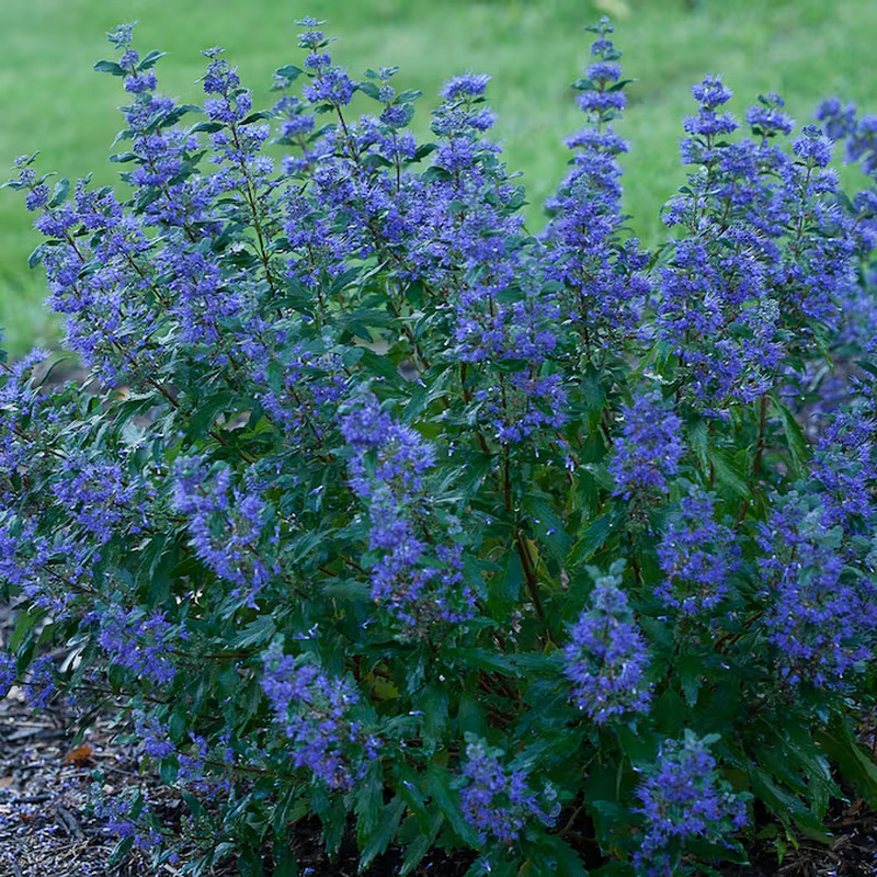 beyond Midnight Bluebeard (Caryopteris) Flowering Shrub in 1 -Gallon Pot 1.0 -Pa