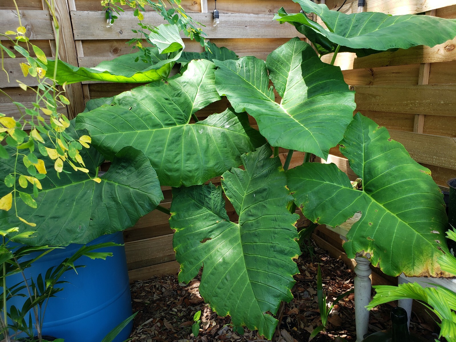 Giant Mammoth Alocasia colocasia Taro gigantea Elephant Ear live Plant Borneo 16