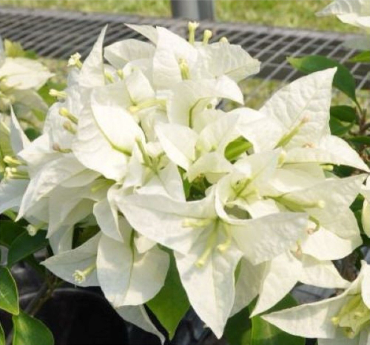 4” Pot of MAUNA KEA Live Rooted Bougainvillea Plant-Height & Fullness Varies