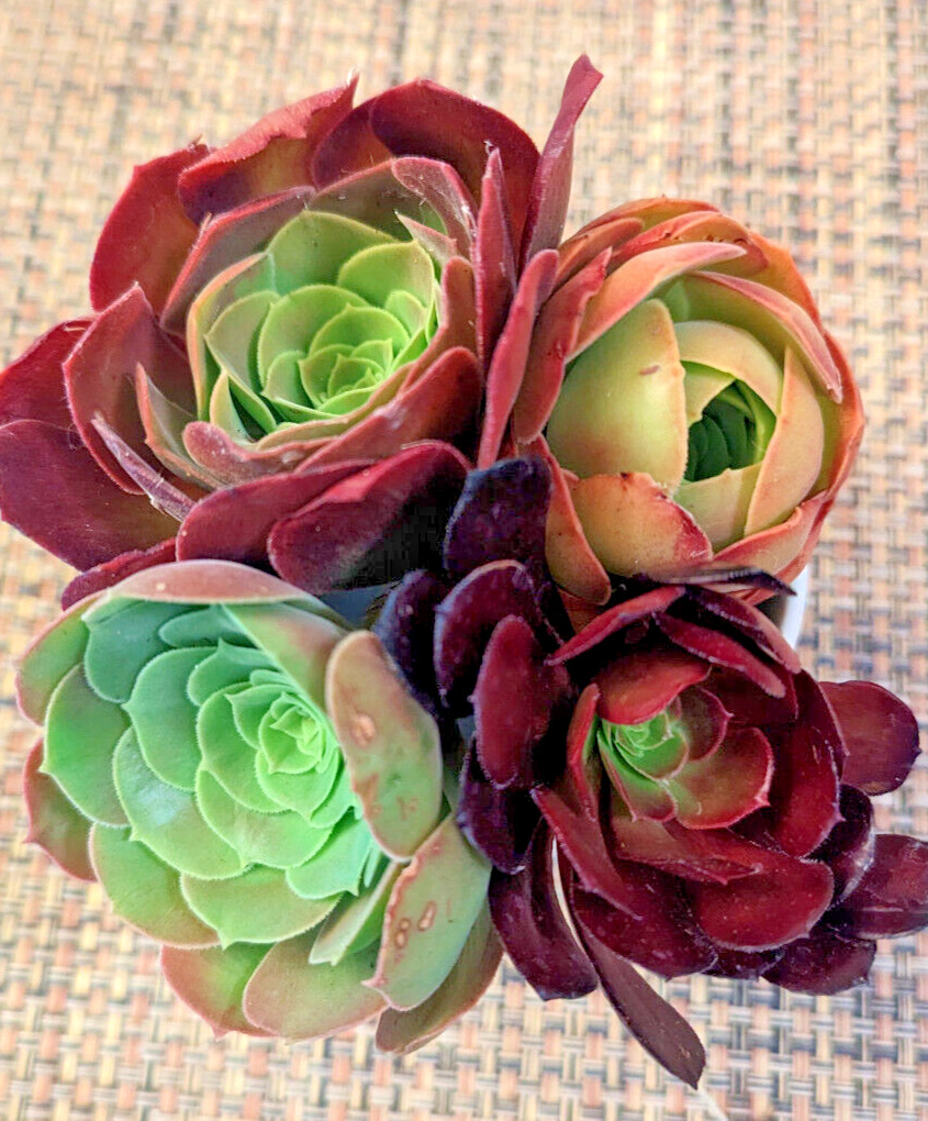 QUARTET (= A SET OF 4 DIFFERENT) AEONIUM CUTTINGS – 2″ (= 5 CM) DIAMETER