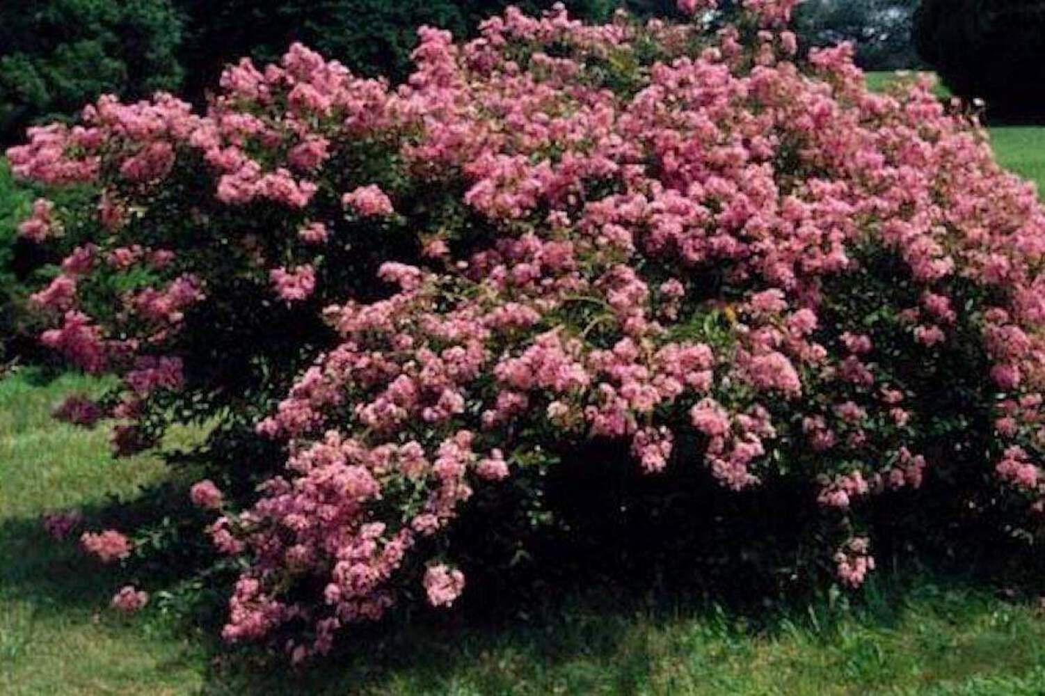 Caddo Crape Myrtle: Graceful, Weeping Elegance for Your Landscape