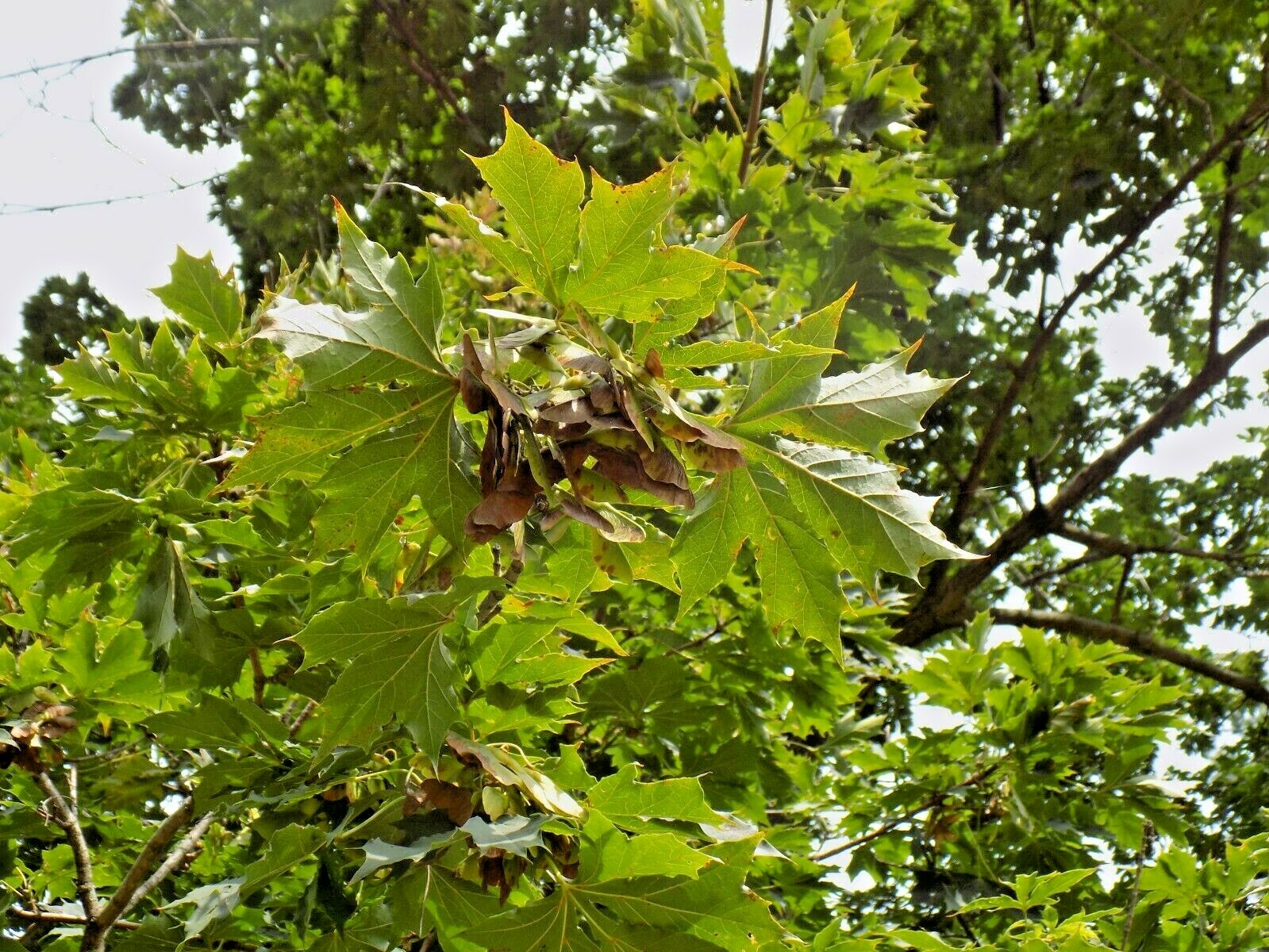 15 GREENLACE NORWAY MAPLE SEEEDS – Acer platanoides ‘Green Lace ‘