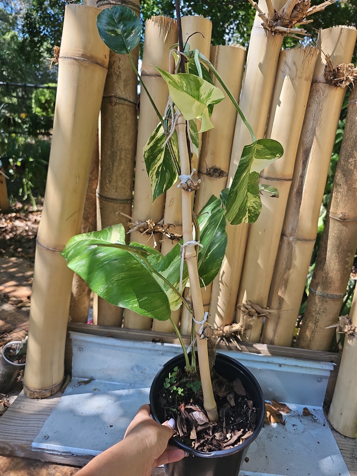 XXL MATURE Epipremnum Pinnatum Albo Variegated Fully Rooted Live Plant