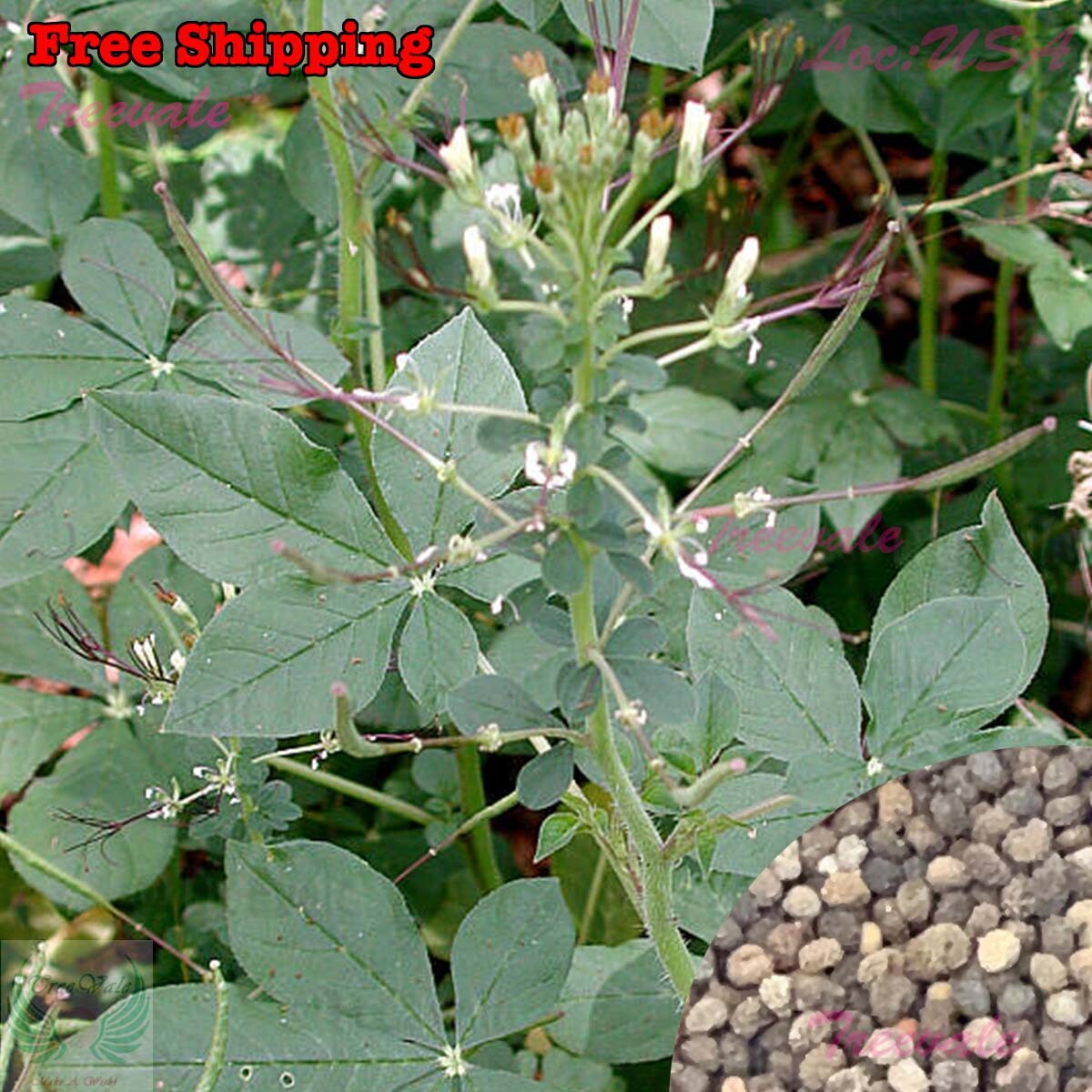 Wild Spider Flower, Cleome Gynandra, Thai Cleome, PhakSian SEEDS | NON-GMO