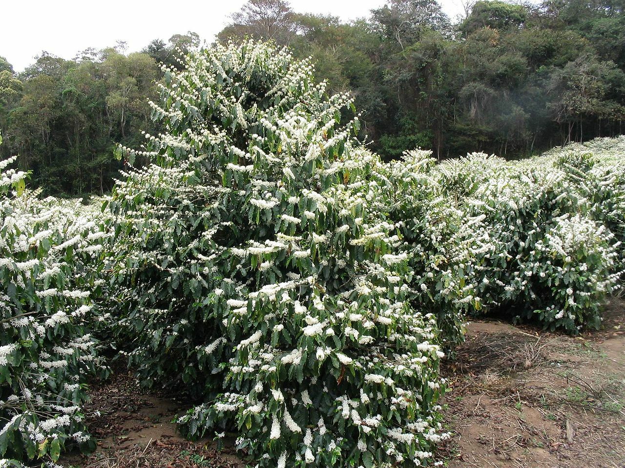 Arabian Coffee Shrub, Coffea arabica, Seeds (Showy, Edible, Evergreen, Fragrant)