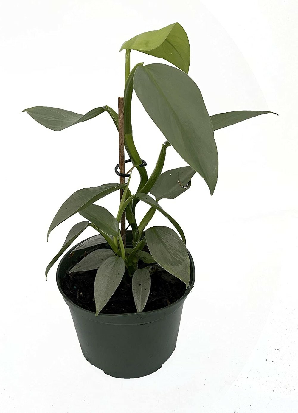 Hastatum Sword Rares Philodendron Silver Tropical Feel Indoors Live Plant 4″ Pot