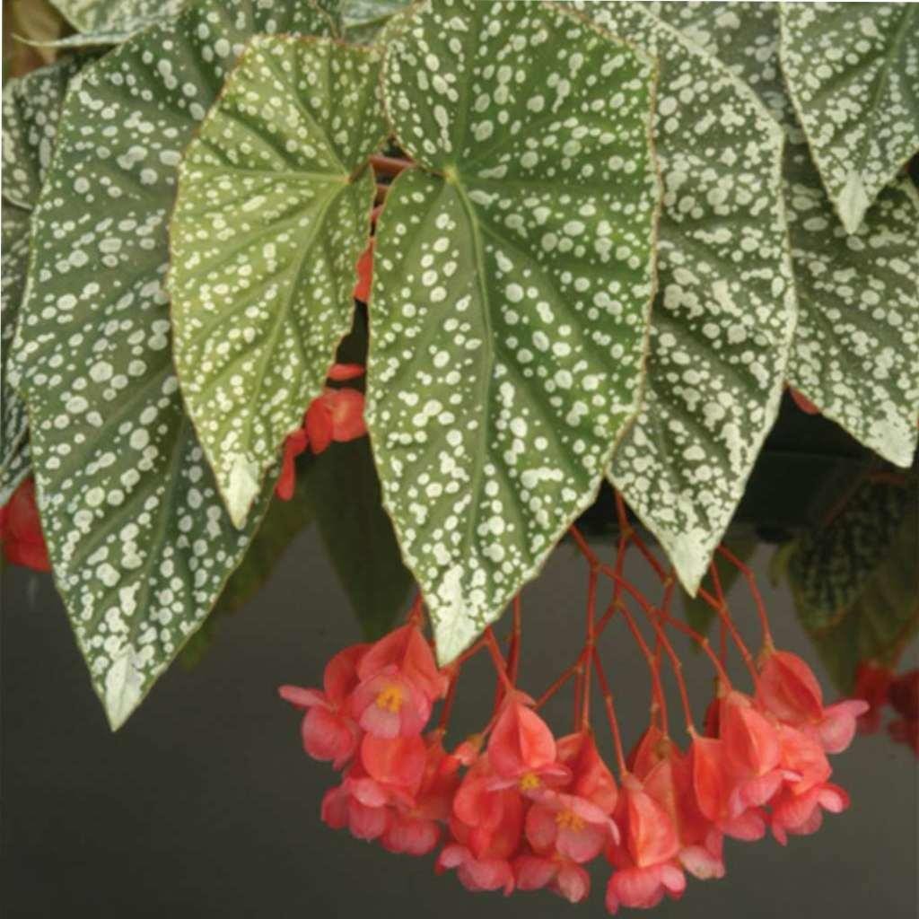 Angel Wing Begonia Snow Capped Live House Plants BUY 2 GET 1 FREE